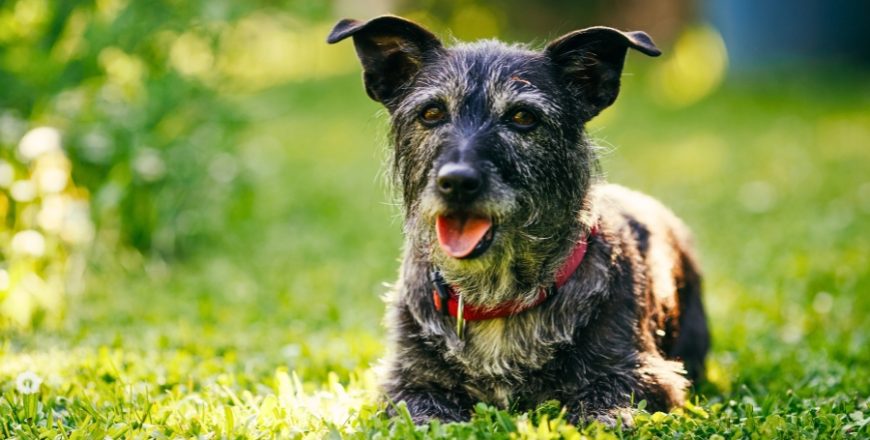 Kurs Opieka geriatryczna psów i kotów