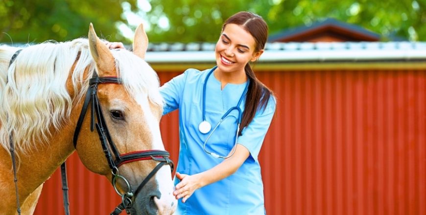 Kurs Pierwsza pomoc weterynaryjna dla koni