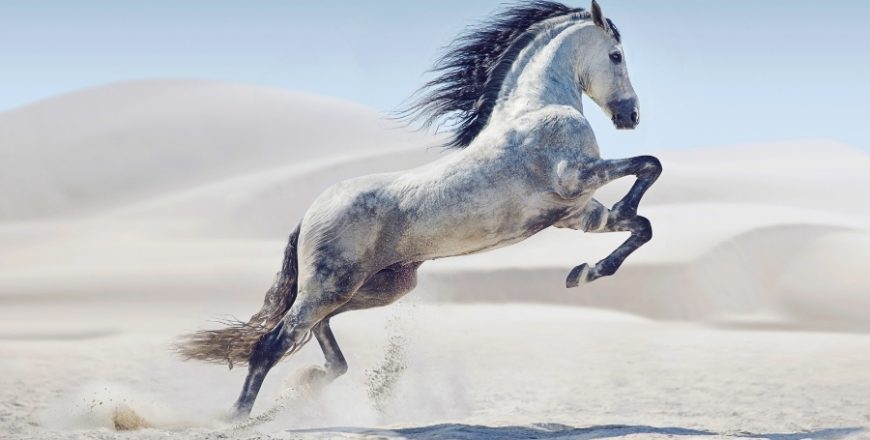 Kurs Psychologia i trening mentalny konia