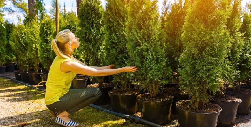 Kurs Zakładanie szkółki drzew