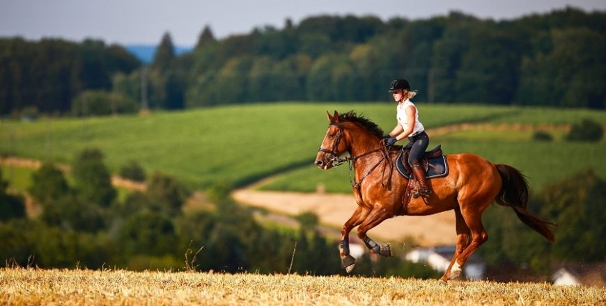 Kurs Żywienie i suplementacja koni