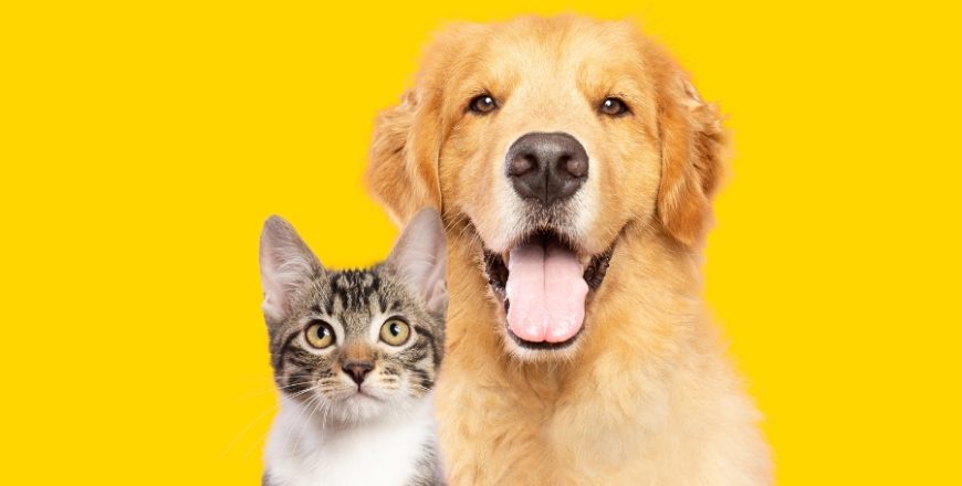 Kurs Trening pozytywnego wzmocnienia u psów i kotów